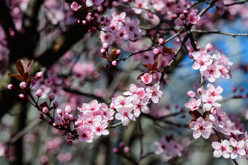 Close up of a branch with pink cherry tree flowers in full bloom in a garden in a sunny spring day, beautiful Japanese cherry blossoms floral background, sakura