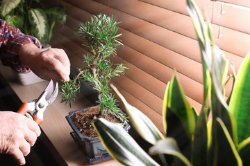 Senior man taking care of Japanese bonsai plant near window indoors, closeup. Creating zen...