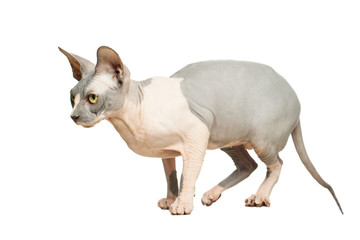 Cat don sphynx isolated on white background. Hairless kitten