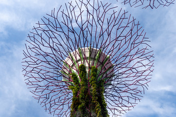 	Supertree at gardens by the bay
