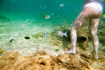 A girl swims underwater in the ocean or sea with colorful fish.
