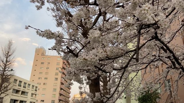 ogikubo sakura cherry blossom