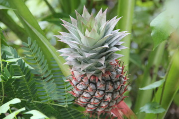 Obraz premium Mature pineapple tree
