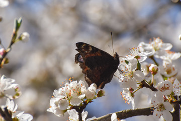Spring background, beautiful butterfly on blooming tree. European peacock butterfly feeding on white blossoms
