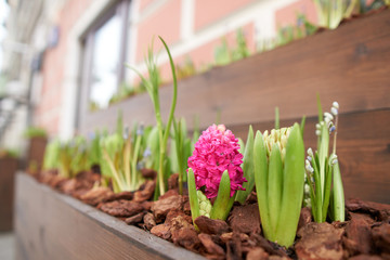 Multi-colored flowering hyacinths in trays.