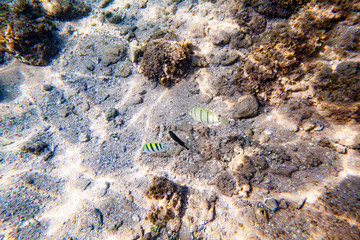 Beautiful colored fish swim underwater in the Indian Ocean among the stones.