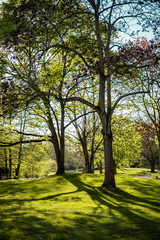 Baum steht im Park