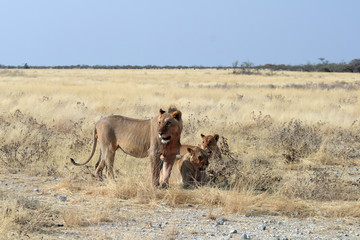 Panthera leo melanochaita