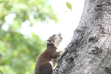  A squirrel climbing a tree
