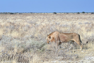 Panthera leo melanochaita