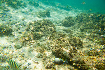 Naklejka na ściany i meble Beautiful colored fish swim underwater in the Indian Ocean among the stones.