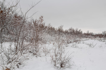 Bare trees in winter under snow