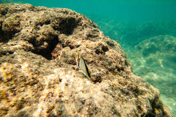Beautiful colored fish swim underwater in the Indian Ocean among the stones.