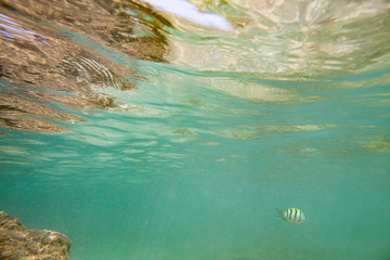 Ocean sea waves from under the water.
