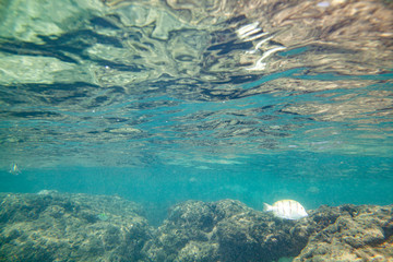 Fototapeta na wymiar Ocean sea waves from under the water.
