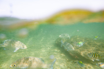 Beautiful colored fish swim underwater in the Indian Ocean among the stones.