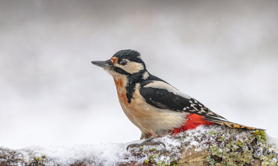 Great spotted woodpecker in a snowstorm 