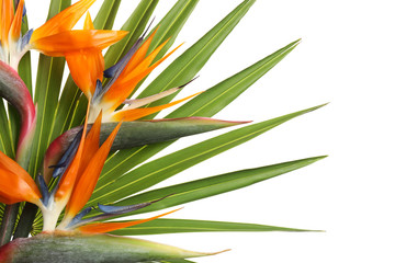 Bird of Paradise tropical flower on white background, closeup