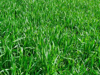 Field of young green Oats. Plantation of oats in the field