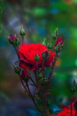 Corona de Rosa