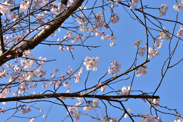 Image of Clear sky and cherry blossoms