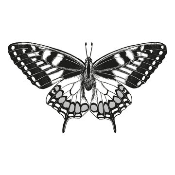 Hand drawn black vector butterfly outline. Drawn in pen and ink. Graphic vintage drawing. Isolated on white background element for design.
