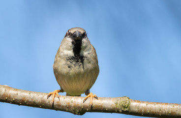 Common house sparrow sitting on a tree.