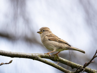 Common house sparrow looking for food