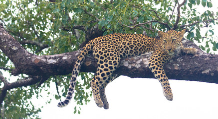 Lepard liegt auf einem Ast, Nationalpark Afrika