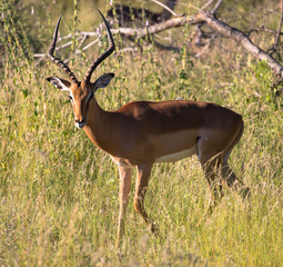 Single Impala (Aepyceros melampus) antelope in profile staring at camera