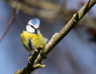 Blue tit sitting on a branch.