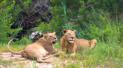 Naklejka premium lion and lioness lying in the grass and cuddle