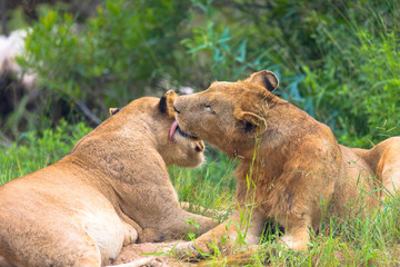 lion and lioness lying in the grass and cuddle
