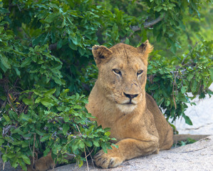 A portrait of a lioness relaxing in a park in Africa