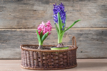 Spring holidays composition. Purple and blue hyacinth flowers in vintage wicker basket on old wooden background