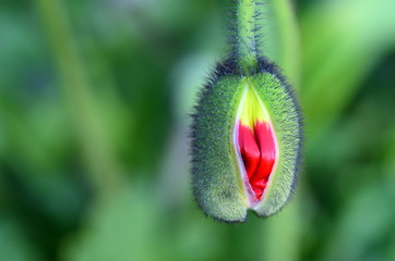 Aufgehende Mohnknospe