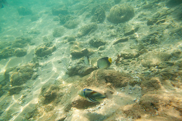 Beautiful colored fish swim underwater in the Indian Ocean among the stones.