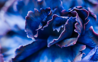 Abstract floral background, blue carnation flower. Macro flowers backdrop for holiday brand design