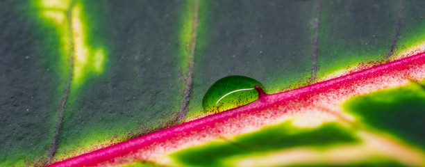 Abstract green background. Macro Croton plant leaf with water drops. Natural backdrop © OLAYOLA