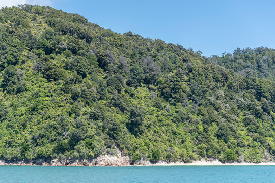 green lush rain forest on coast at Awaroa bay near Kaiteriteri, Abel Tasman park, New Zealand
