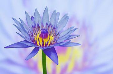 Beautiful blue water lily flower with branch on blue and yellow background