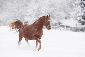 Pferd im Schnee