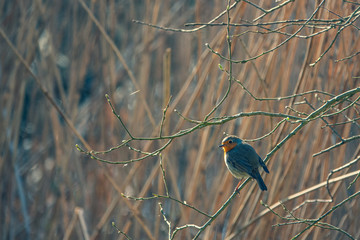 robin sits on a branch and looks into the camera