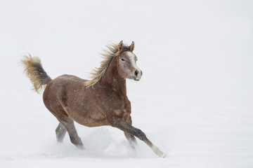 Obraz na płótnie Canvas Pferd im Schnee
