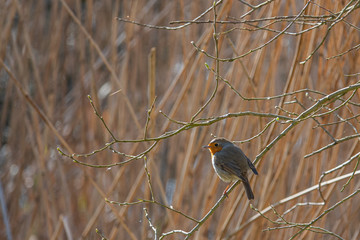 robin sits on a branch and looks into the camera