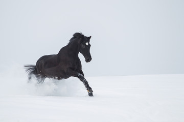 Fototapeta na wymiar Pferd im Schnee