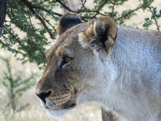 Panthera leo melanochaita