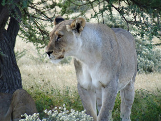 Panthera leo melanochaita