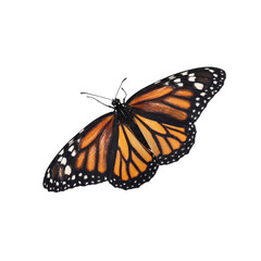 Beautiful fragile monarch butterfly isolated on white