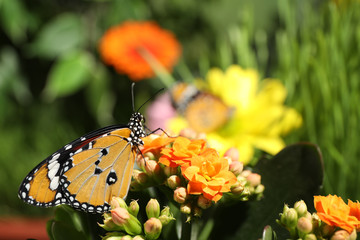 Beautiful painted lady butterfly on flower in garden